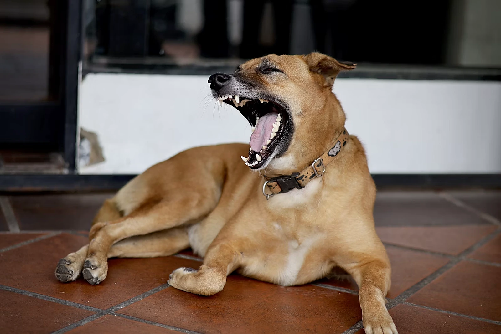 Documenting a dog bite injury