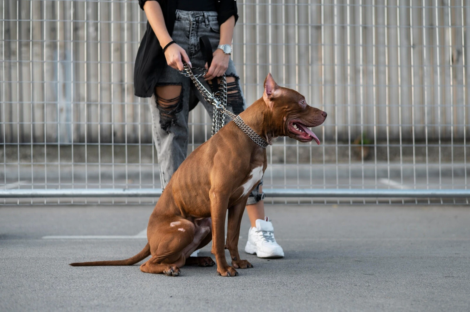 A dog walker with a dog on a lead